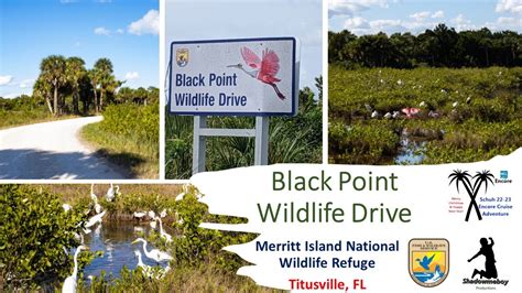 Merritt Island wildlife