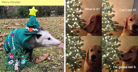 Merry Christmas Meme Animal