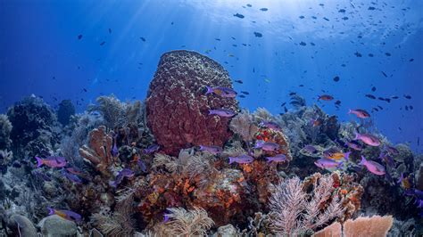 Mesoamerican Reef