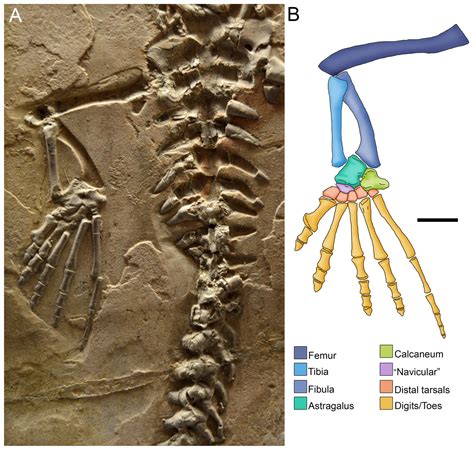 Limb Adaptations for Aquatic Life