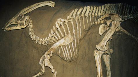 Mesosaurid Anatomy