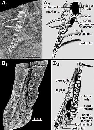 Mesosaurid Skull Morphology