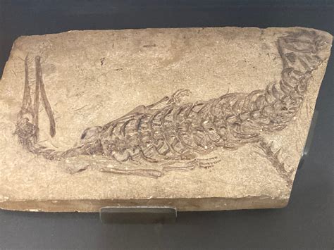 Mesosauridae fossil