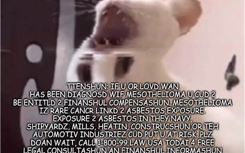 Mesothelioma Cat Meme