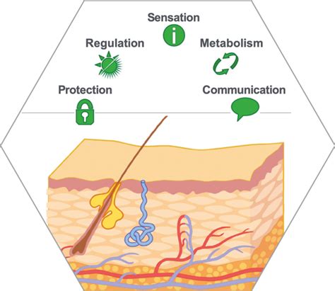 Unlocking the Secret of Skin's Metabolic Function: Understanding How Your Dermis Truly Works