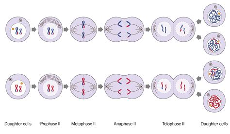 Metaphase 1 Drawing