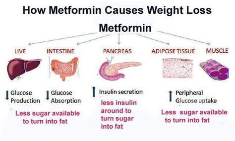 Metformin for Weight Loss How It Works, Benefits, And Side Effects