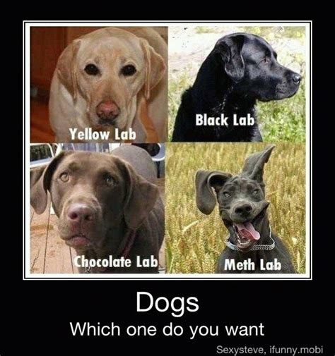 Meth Lab Dog Meme
