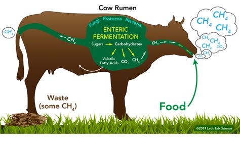 Methane Production from Animal Waste and Garbage Digestion: A Prominent Example of Sustainable Energy Generation