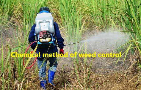 Method 2: Chemical Control (Herbicides)
