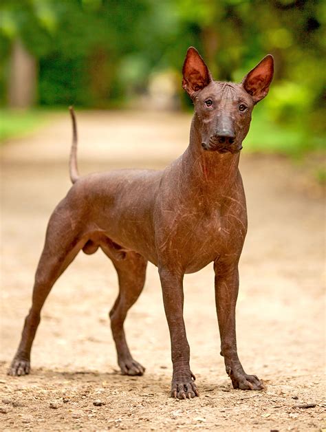 Xoloitzcuintli Dog Breed (Mexican Hairless Dog) Pictures, Information