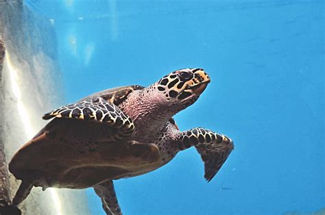 Mexican Turtle Center