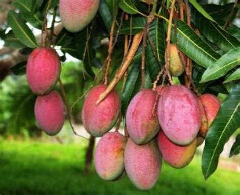 Mexican Mango Tree Income