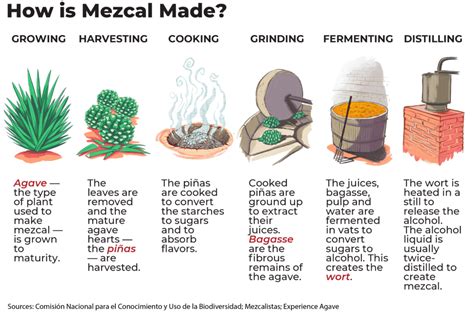 Mezcal Production Process