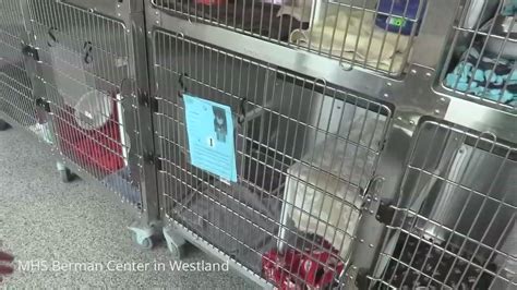 Mhs Berman Center For Animal Care