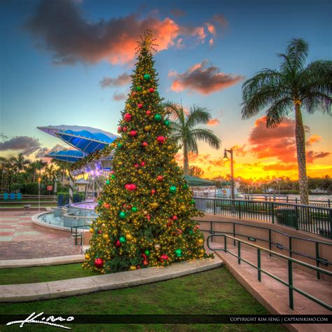 Miami Christmas Trees