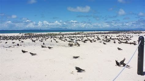Michaelmas Cay Birds