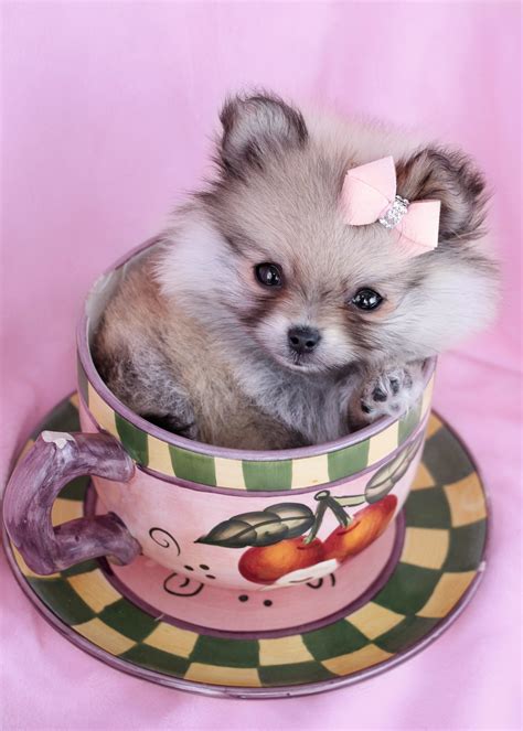 Micro Pomeranian Teacup For Sale