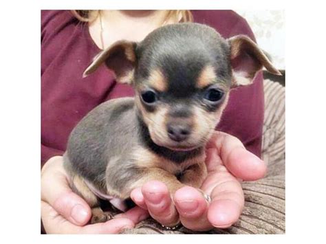 Micro Teacup Chihuahua Puppies For Sale In California