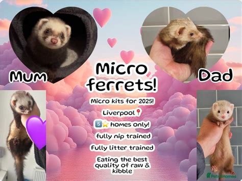 Micro Ferrets For Sale