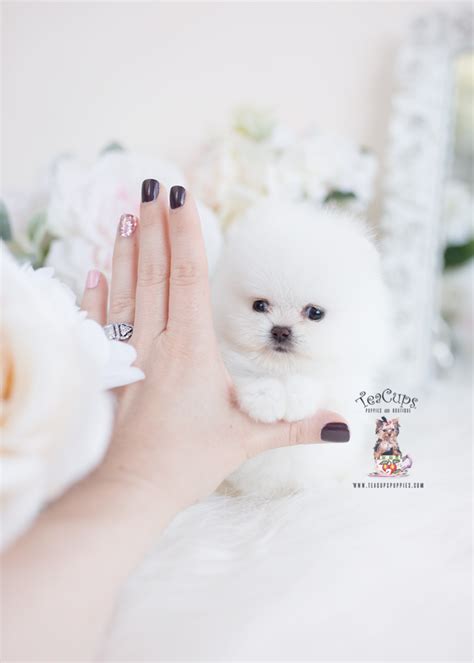 Gom Micro Pomeranian Male Mini Teacup Puppies