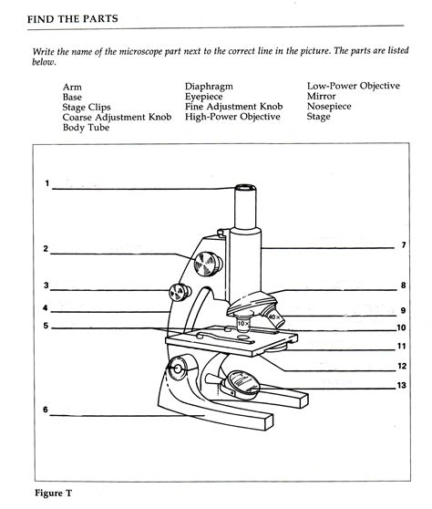 Microscope Parts Labeling Worksheet
