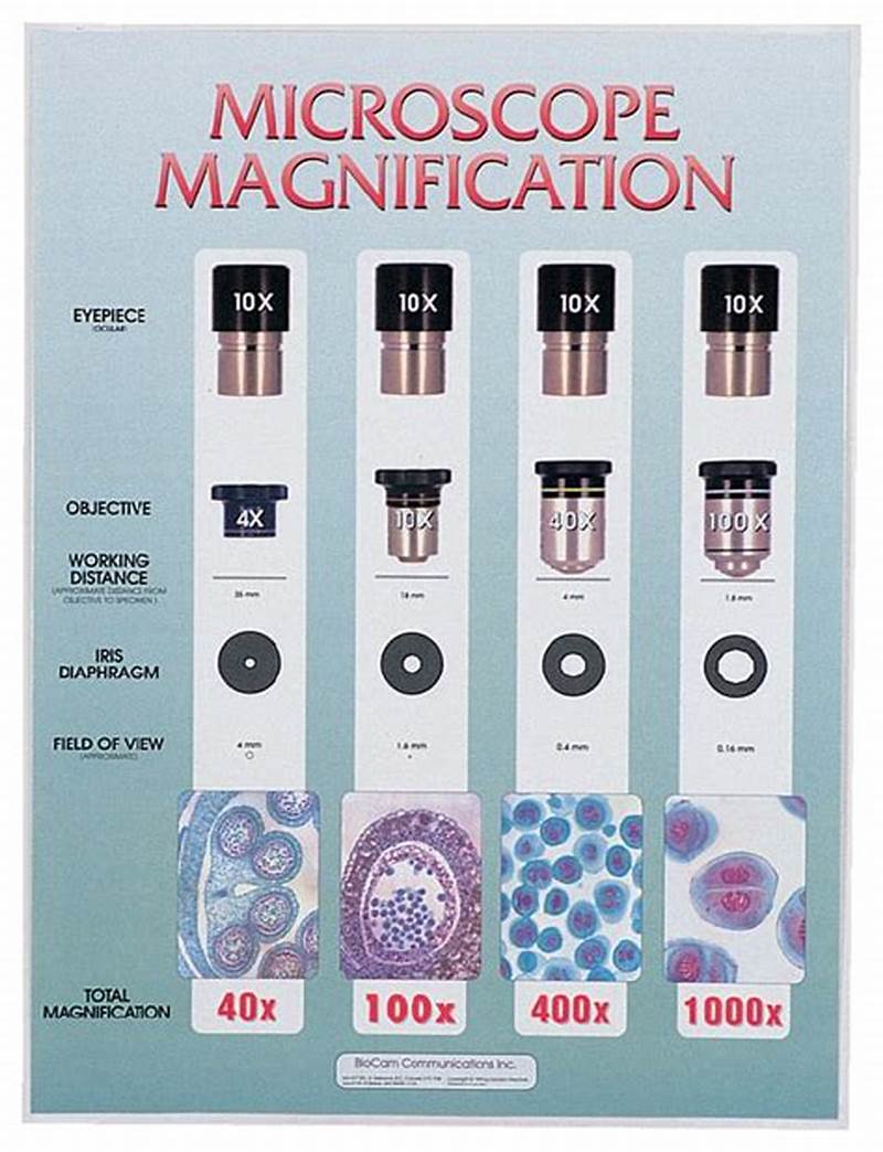 Microscope Magnification Chart