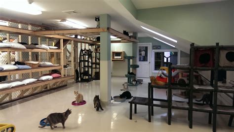 Find Your Furry Best Friend at Mid Hudson Animal Aid - Your Go-To Animal Adoption Center in Hudson Valley!