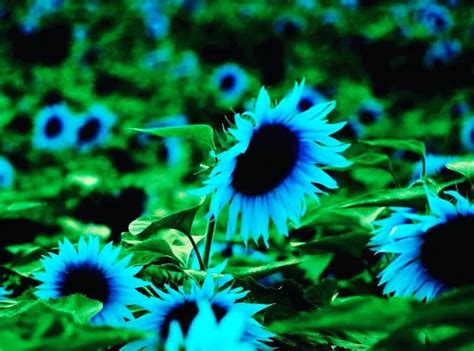 Midnight Oil Blue Sunflowers in the Garden