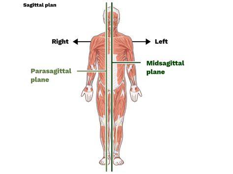The Ultimate Guide to Midsagittal Plane: Unveiling Its Significance in Human Anatomy