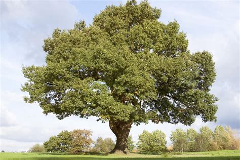 Mighty Oak Tree