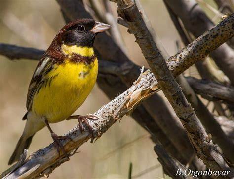 Migratory Patterns of the Yellow Breasted Bird
