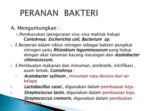 Mikroorganisme Lactobacillus lactis Berperan dalam Pembuatan Makanan dan Minuman