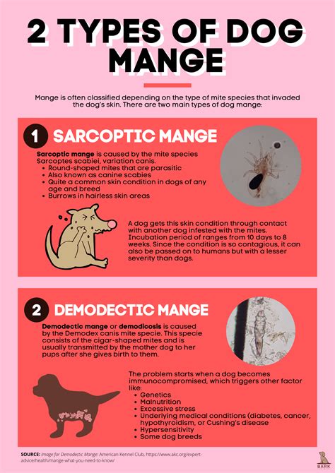 Mild Sarcoptic Mange In Dogs: Causes, Symptoms, and Treatment Options Explained