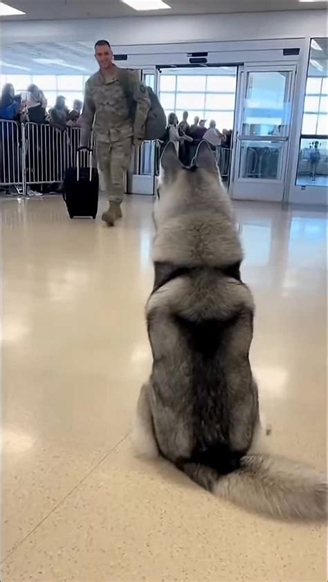 Military Reunions With Dogs