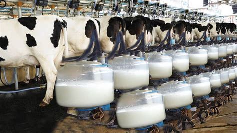Milk Farming Business