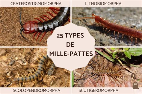 Mille Patte Restaurant