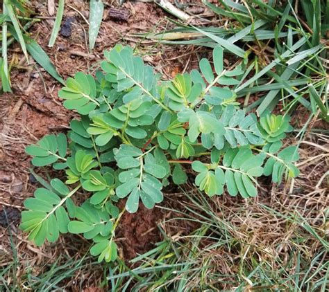 Mimosa Weed