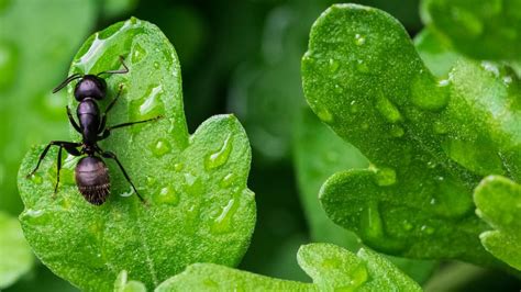 Mimpi Bercakap Dengan Semut: Apa Maknanya dan Apakah Tafsirnya?