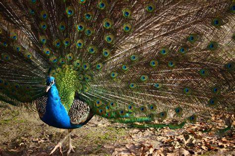Mimpi Burung Merak