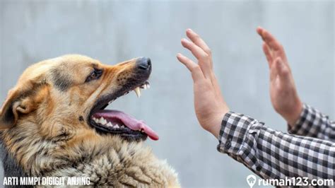 Mimpi Digigit Anjing Hitam Tapi Tak Terluka: Apa Arti Sebenarnya?