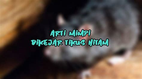 Mimpi Dikejar Tikus Besar: Tafsiran dan Makna di Sebalik Mimpi Anda
