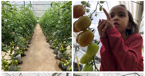 Mimpi Ladang Tomato: Petikan Panen Yang Menyegarkan Untuk Pasaran