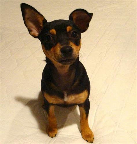 Chihuahua Min Pin Mix Puppies For Sale PETSIDI