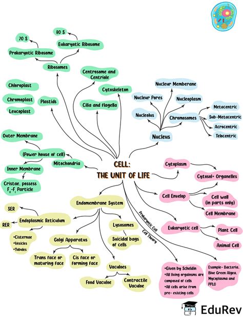 Mind Map Cell Structure And Function