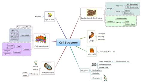 Mind Map Cell Structure And Function