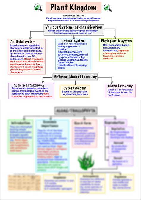 Mind Map Kingdom Plantae