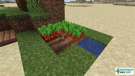 Minecraft Beetroot