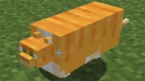 Minecraft Cursed Images Of Cats