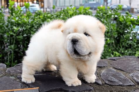 Mini Chow Chow Dog – A Unique And Relaxing Companion